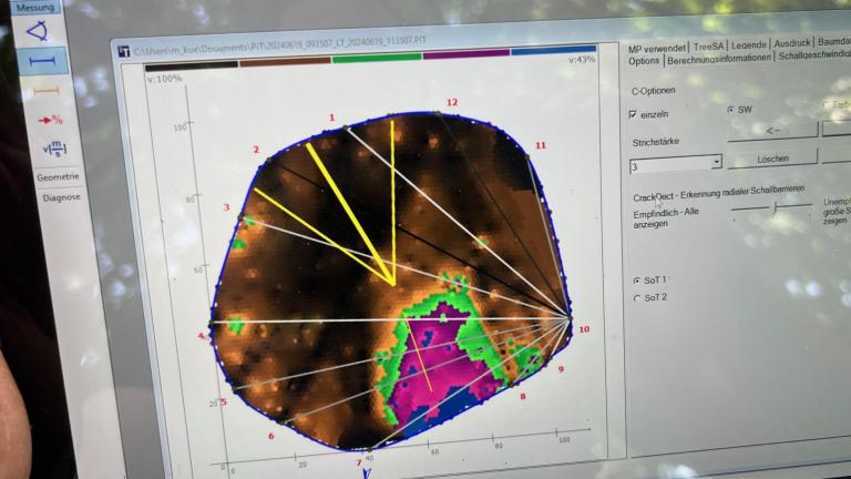 Baum-Gutachten und Diagnose