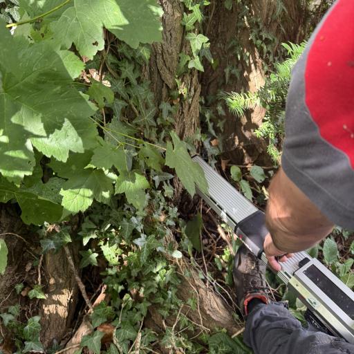 Resistograph Messung 